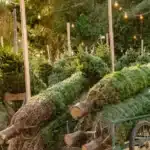 The Top UK Christmas Tree Farms for Real Fresh-Cut Trees